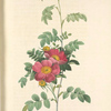 Rosa Alpina Debilis; Rosier des Alpes — hybride spontane