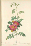 Rosa Alpina Debilis; Rosier des Alpes — hybride spontane