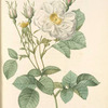 Rosa Alba foliacea; Variete du Rosier  blanc