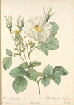 Rosa Alba foliacea; Variete du Rosier  blanc
