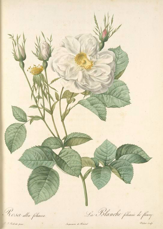 Rosa Alba foliacea; Variete du Rosier blanc - NYPL Digital Collections