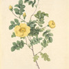Rosa Eglanteria Luteola; L'Eglantier Serin (syn)