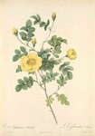 Rosa Eglanteria Luteola; L'Eglantier Serin (syn)