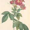 Rosa L'heritieranea; Rosier de Boursault