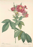 Rosa L'heritieranea; Rosier de Boursault