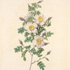 Rosa Pimpinellifolia Inermis; Rosier Pimprenelle a tiges sans epines (syn)