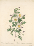 Rosa Pimpinellifolia Inermis; Rosier Pimprenelle a tiges sans epines (syn)