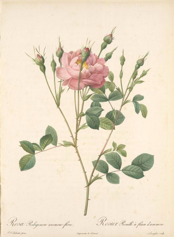Rosa Rubiginosa Anemone-Flora; Rosier rubigineux a fleurs d'anemone ...