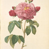 Rosa Gallica Aurelianensis; Rosier de France (?) 'Duchesse d'Orleans'