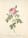 Rosa Centifolia Burgundiaca; Rosier a centfeuilles 'Le gros pompon de Bourgogne' (syn.);Rosier a centfeuilles 'Petite de Hollande';Rosier a centfeuilles 'Pompon des Dames' (syn.)