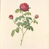 Rosa Gallica Agatha (Var. Parva Violacea); Rosier a centfeuilles, variete (?); Rosier de France, variete