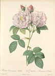 Rosa Damascena Italica; Variete du Rosier damascéne