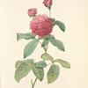 Rosa Gallica Agatha (Var. Delphiniana); Variete du Rosier de France
