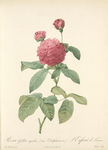 Rosa Gallica Agatha (Var. Delphiniana); Variete du Rosier de France
