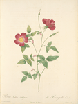 Rosa Indica Stelligera; Variété du Rosier mensuel
