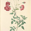 Rosa Indica Sertulata; Rosier du Bengale variete (syn.); Rosier de Chine, variete