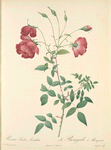 Rosa Indica Sertulata; Rosier du Bengale variete (syn.); Rosier de Chine, variete