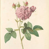 Rosa Gallica Agatha (Var. Regalis); Rosier de France hybride