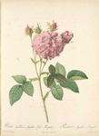 Rosa Gallica Agatha (Var. Regalis); Rosier de France hybride