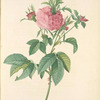 Rosa Gallica Agatha (Var. Prolifera); Rosier mousseux 'Mousseuse de la Fleche' (syn.); Rosier de France, variete