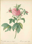 Rosa Gallica Agatha (Var. Prolifera); Rosier mousseux 'Mousseuse de la Fleche' (syn.); Rosier de France, variete