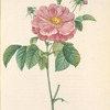 Rosa Gallica Flore Marmoreo; Rosier de France a fleurs marbrees