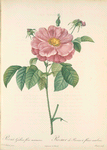 Rosa Gallica Flore Marmoreo; Rosier de France a fleurs marbrees