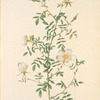 Rosa Sepium Myrti Folia; Rosier des Hayes