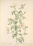 Rosa Sepium Myrti Folia; Rosier des Hayes