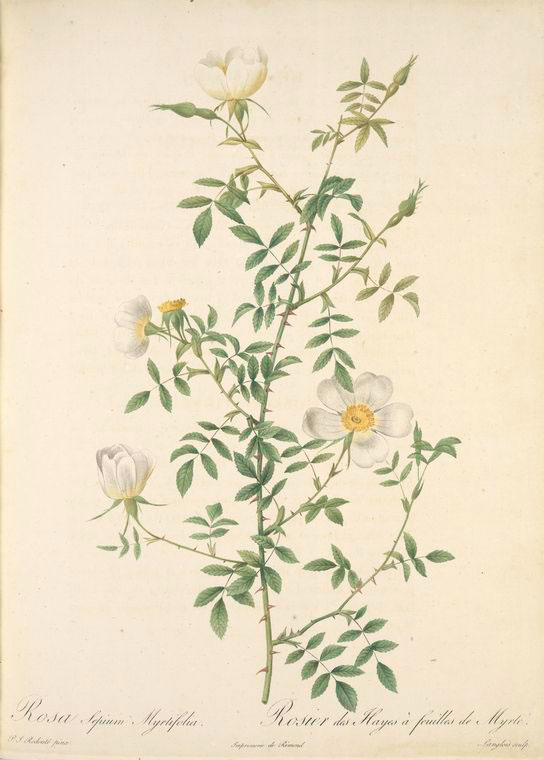 Rosa Sepium Myrti Folia; Rosier des Hayes - NYPL Digital Collections