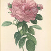 Rosa Gallica Flore giganteo; Rosier de France a grandes fleurs; Rosier de France, variete