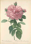 Rosa Gallica Flore giganteo; Rosier de France a grandes fleurs; Rosier de France, variete