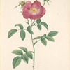 Rosa Gallica Stapeliae Flora; Variete du Rosier de France a fleurs de Stapelie