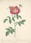 Rosa Gallica Stapeliae Flora; Variete du Rosier de France a fleurs de Stapelie