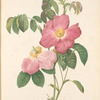 Rosa Gallica Rosea Flore Simplici; Rosier de France; Rosier gallique (syn.)