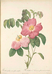 Rosa Gallica Rosea Flore Simplici; Rosier de France; Rosier gallique (syn.)