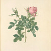 Rosa Bifera Pumila; Rosier Petit Quatre Saisons, variete