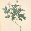 Rosa Farinosa; Rosier tomenteux, variete