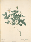 Rosa Farinosa; Rosier tomenteux, variete