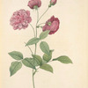 Rosa Indica Dichotoma; Rosier de Chine, variete