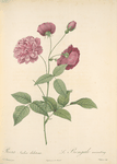 Rosa Indica Dichotoma; Rosier de Chine, variete