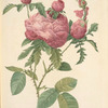 Rosa Centifolia Prolifera Foliacea; Rosier a centfeuilles, variete