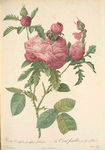 Rosa Centifolia Prolifera Foliacea; Rosier a centfeuilles, variete