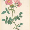 Rosa Collina Monsoniana; Rosier de Lady Monson