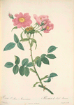 Rosa Collina Monsoniana; Rosier de Lady Monson