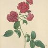 Rosa Indica Caryophyllea; Rosier mensuel ; Rosier du Bengale