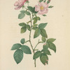 Rosa Rubifolia; Rosier des Prairies