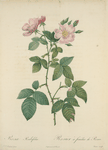 Rosa Rubifolia; Rosier des Prairies