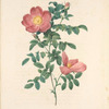 Rosa Eglanteria Sub Rubra; Rosier Capucine