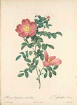Rosa Eglanteria Sub Rubra; Rosier Capucine